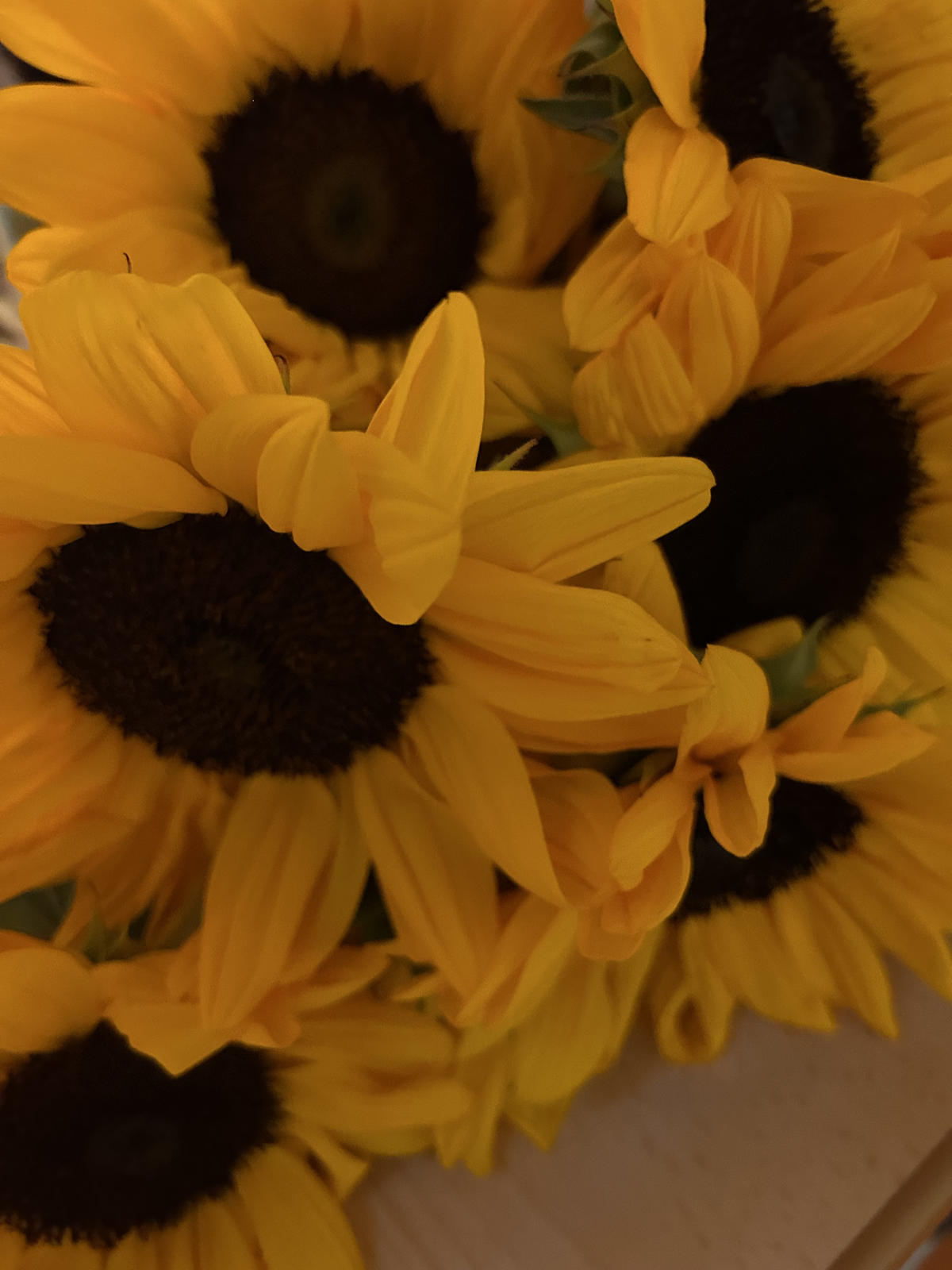 100 Sonnenblumen für 100 Fünftklässlerinnen und Fünftklässler